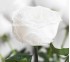 Роза стабилизированная Verdissimo White